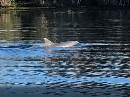 Crystal River What to Do for Wildlife Lovers Who Think They’ve Seen It All