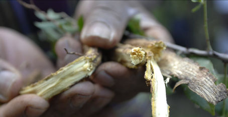 WHO, India moves to establish Global Centre for traditional medicine