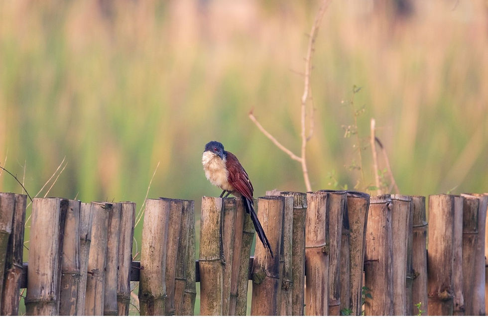Senegal coucal on a cane