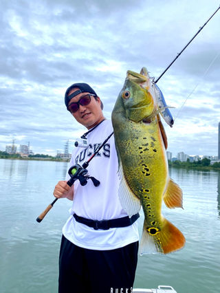 Ocellate59B+ | TRANSCENDENCE