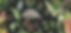 tropical 2.webp