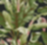 Tropical 3.webp