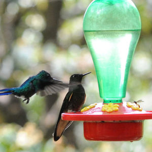 Birds and Wildlife