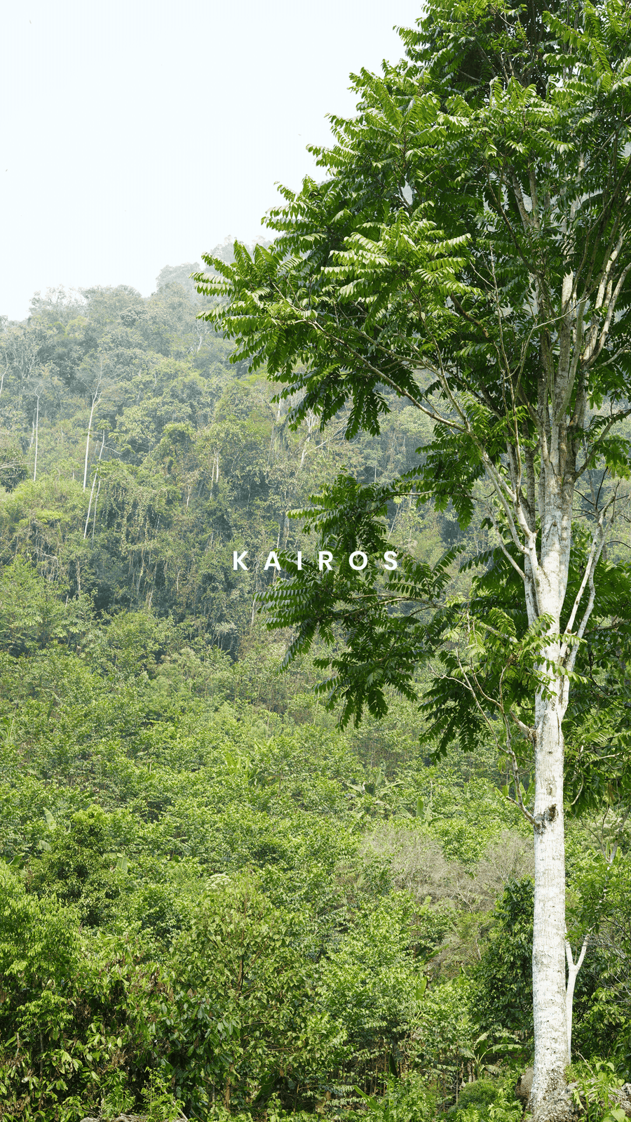 kairos_DSC04903_half_glisten.gif