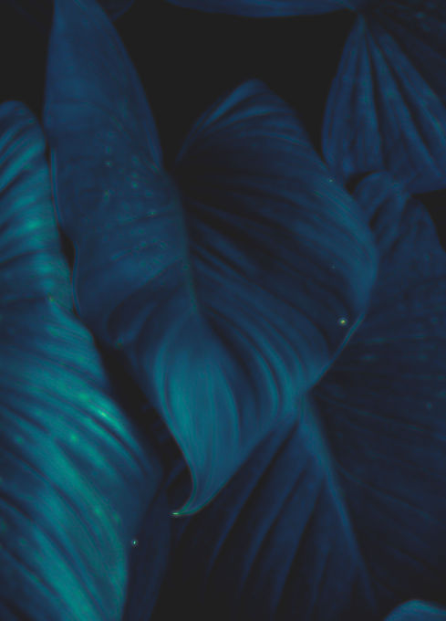 Green White Simple Nature Instagram Post
