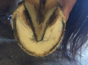 Best equine podiatry and barefoot trimming