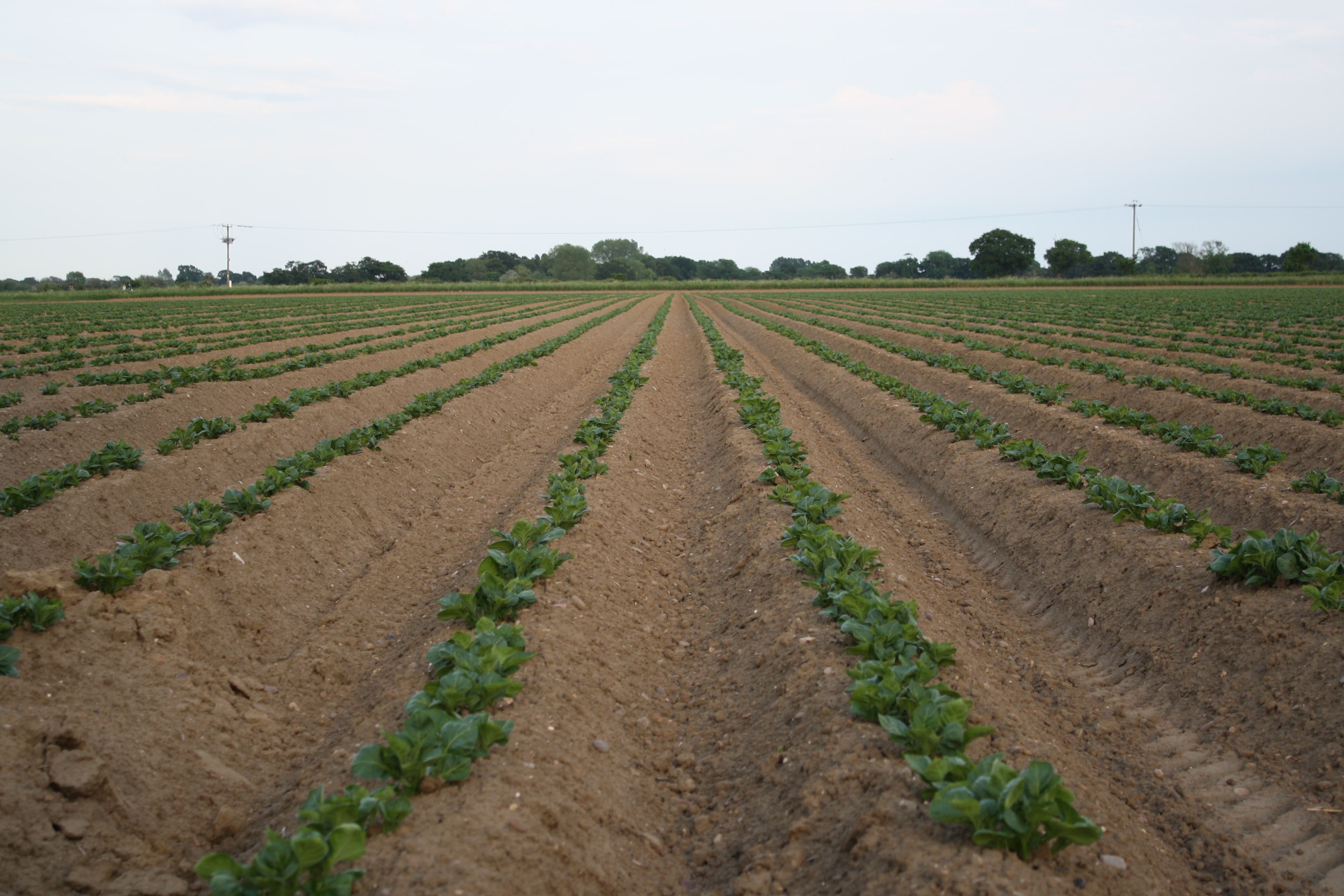 Potatoes 2016