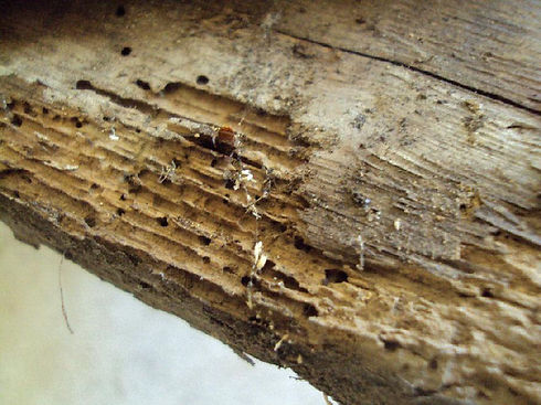 Woodworm-Treatment-required.jpeg