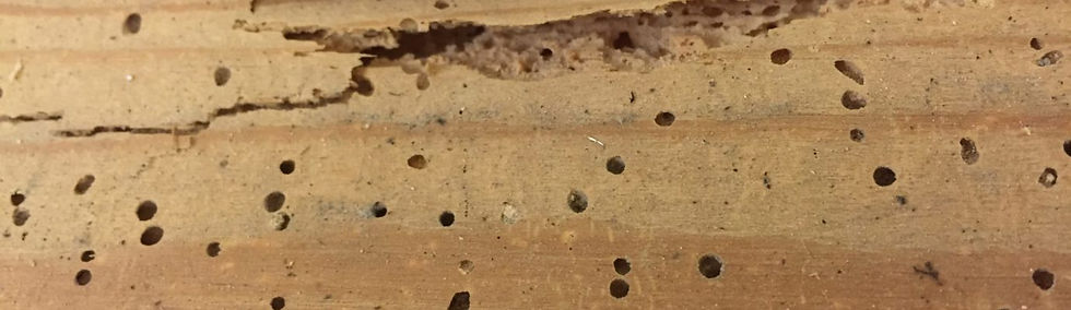 woodworm-4-1380x400.jpeg