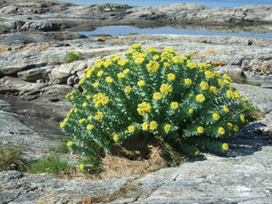 Rhodiola rosea, dalla Russia con amore