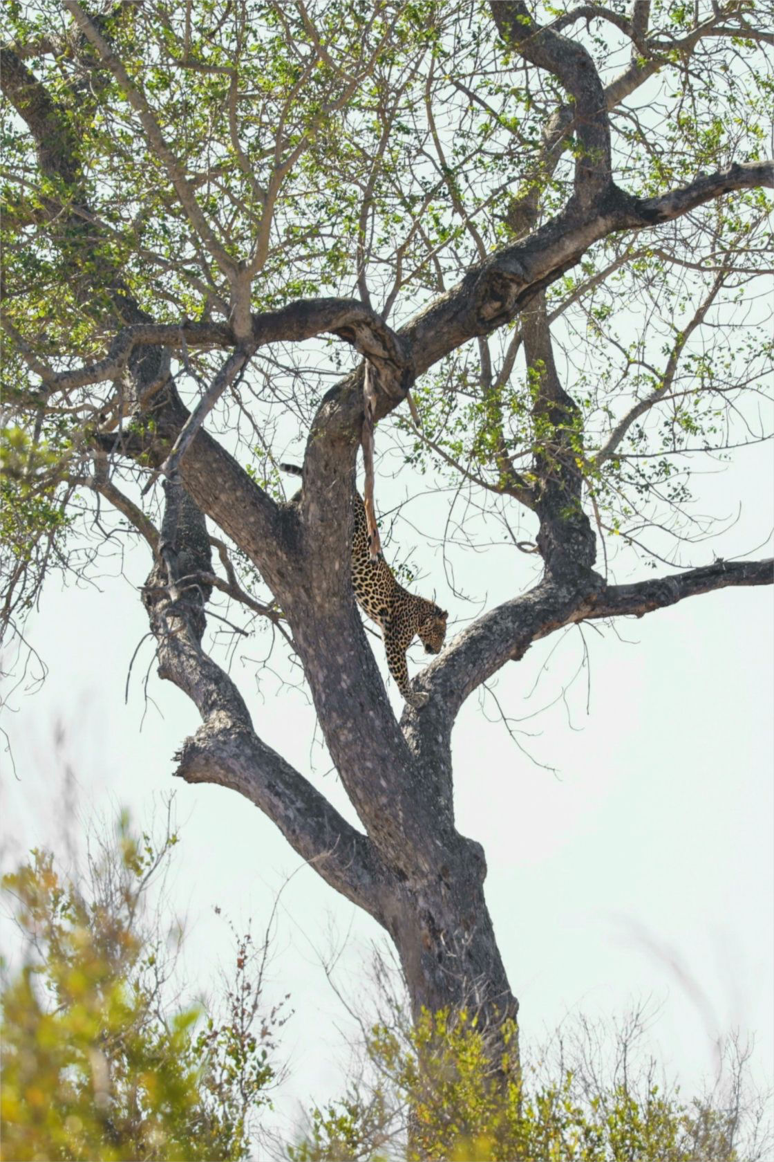 Kruger National Park, South Africa