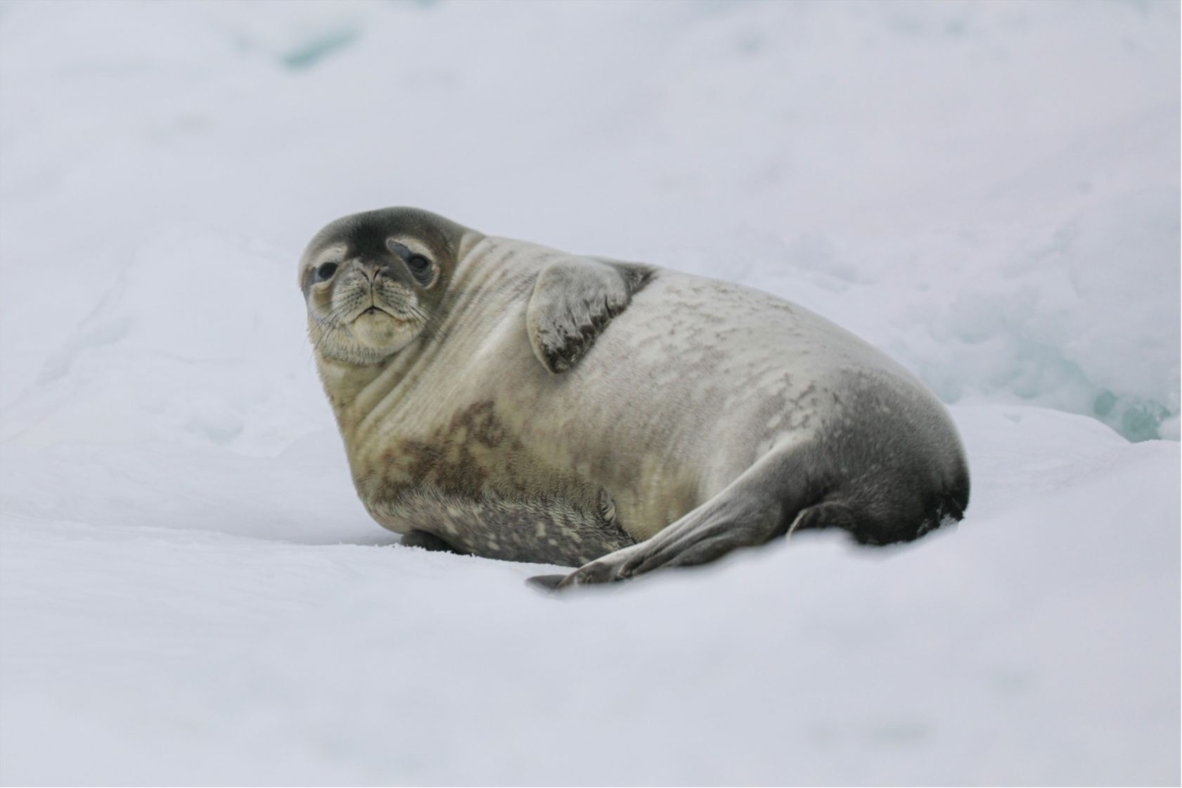 Antarctic Peninsula