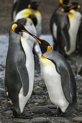 Isabelle Kohler_CrikeyMagazineCover_2Penguins.JPG