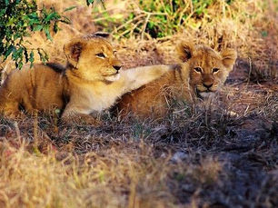 Empathic Civilization