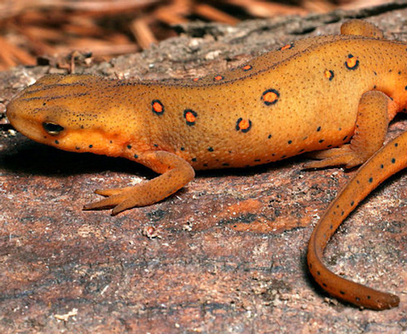 red-spotted-newt.jpg