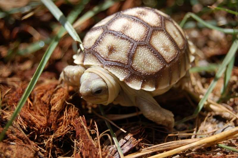 sulcata01