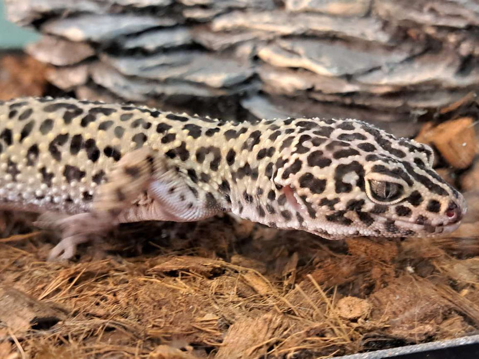 080924 - Female Leopard Gecko.JPEG