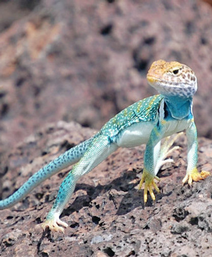 collared-lizard01.jpg