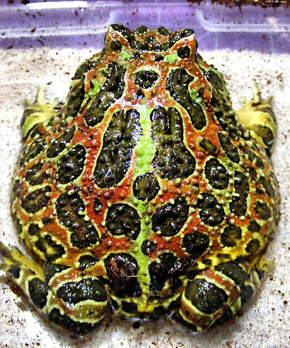 frog-pacman-ornate.jpg