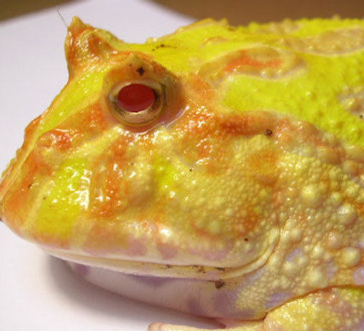 frog-pacman-albino.jpg