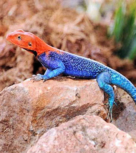 rainbow03.jpg
