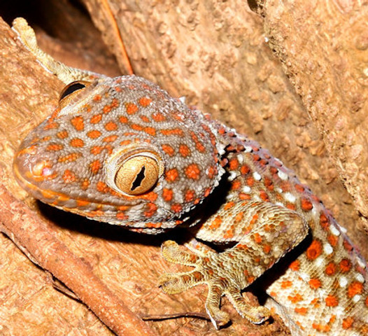 tokay03.jpg