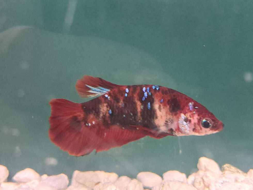 080924 - Female Koi Betta.JPEG