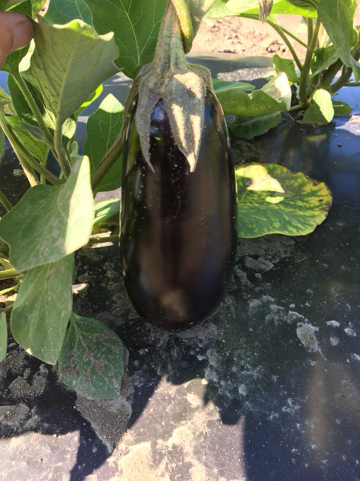 Aubergines no2 Boite de 10 lbs