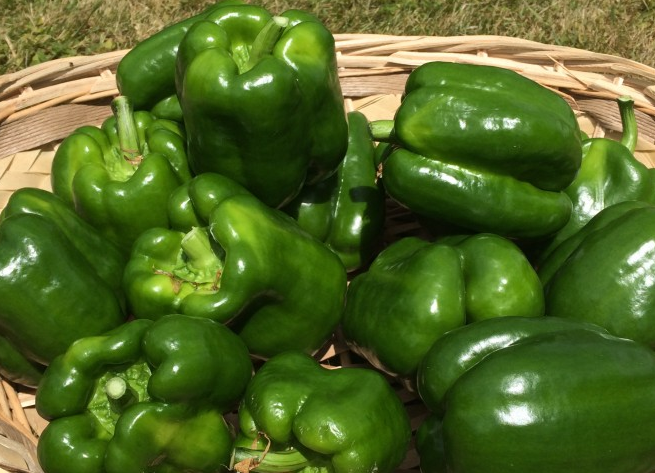 Poivrons Verts no2