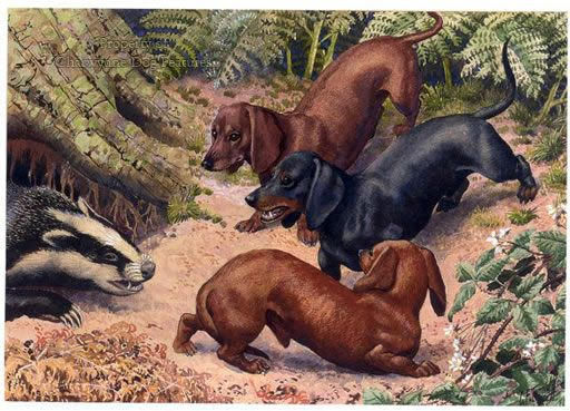 Picture of three Dachshunds fighting a badger. 