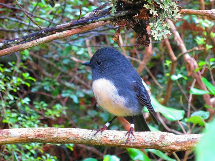  Robin