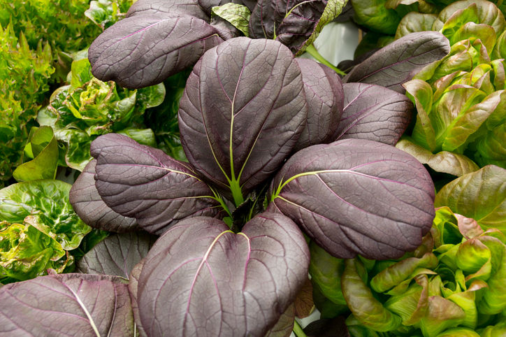 Thumbnail: Bok Choy Purple (Brassica rapa subsp. chinensis)
