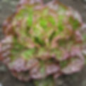 Canasta-Basket-Lettuce