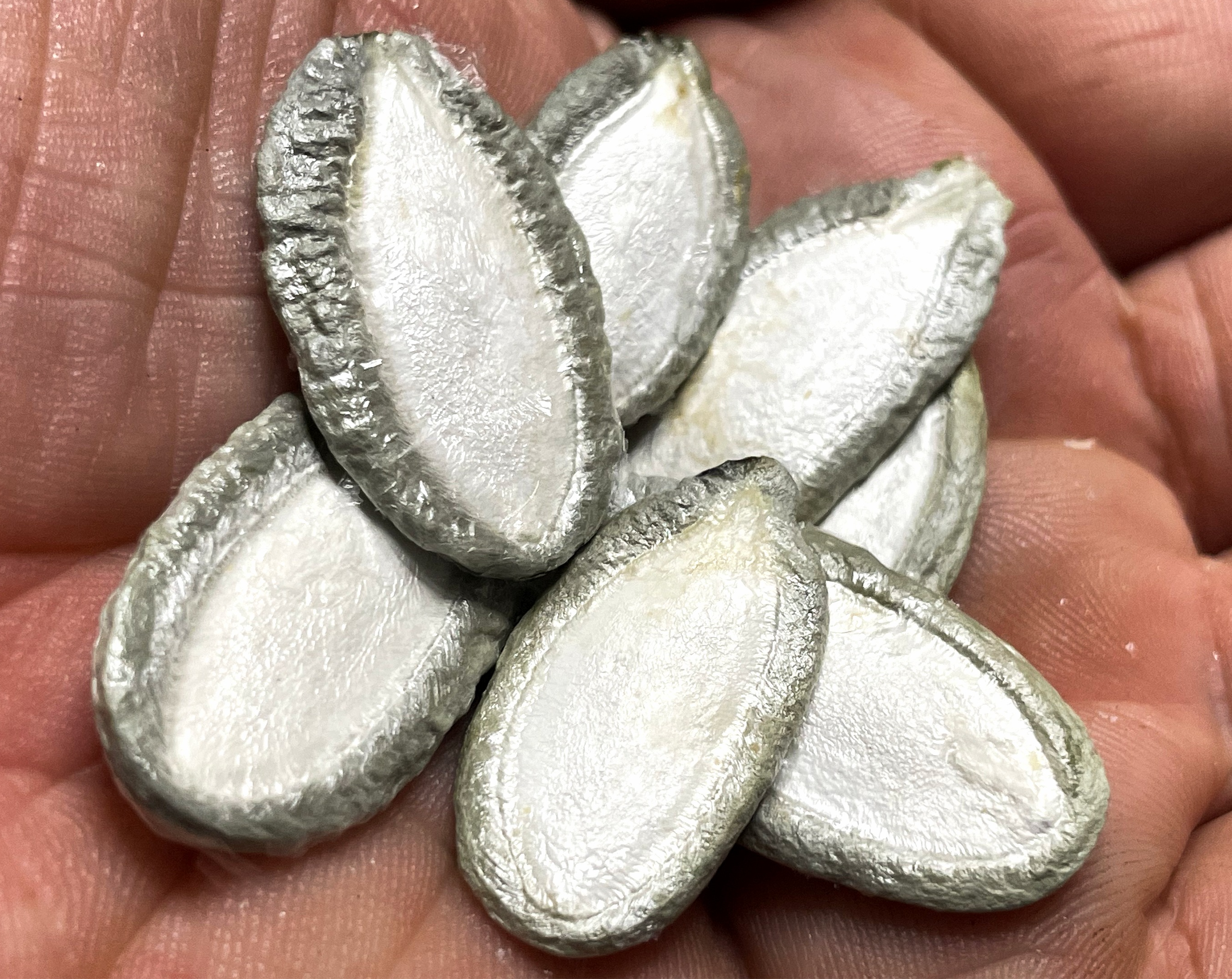 Calabaza de borde plateado - Pipian (C. argynosperma)