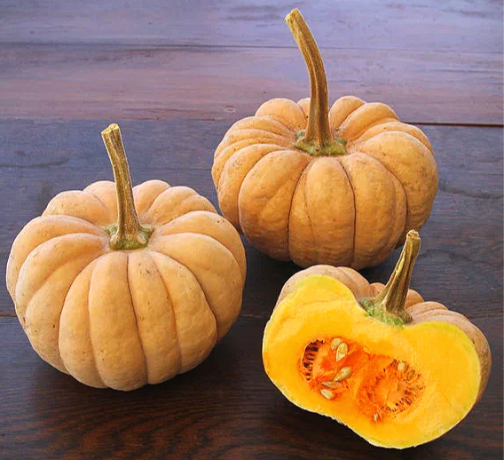 Zucca Kikuza (Cucurbita moschata)
