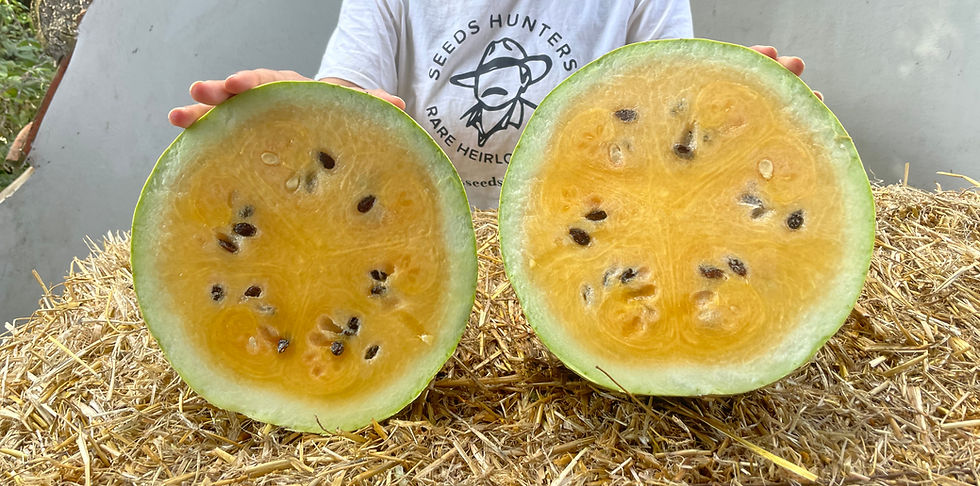 Thumbnail: Cocomero del Deserto (Citrullus Ianatus)
