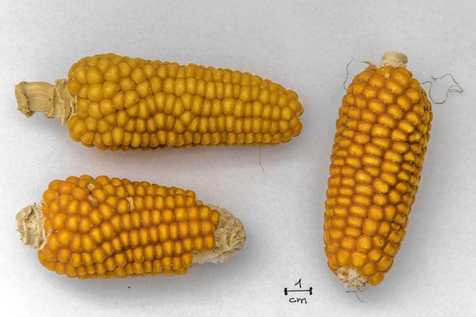 Miniature : Maïs Pignoletto del Musset (Zea mays)