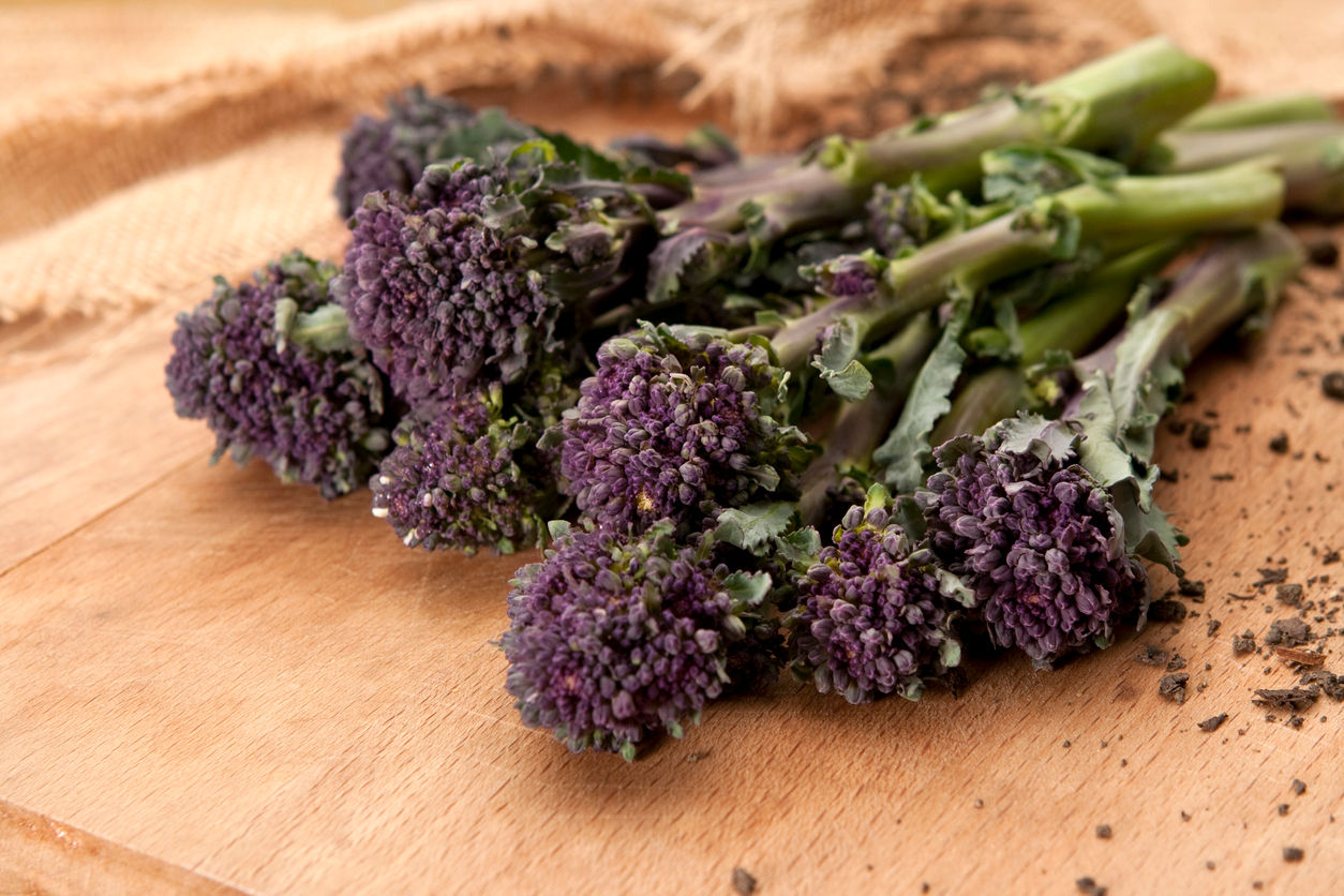 Purple Broccoli - Chiacchetegli (B. oleracea)