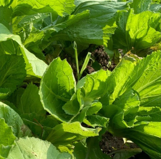 Miniature : Gai Choy (Brassica juncea)