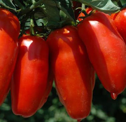 Acquista SAFLAX - Biologico - Pomodoro - San Marzano - 15 semi - Solanum lycopersicum in Italia a partire da 9.29 Acquista SAFLAX - Biologico - Pomodoro - San Marzano - 15 semi - Solanum lycopersicum in Italia a partire da 9.29