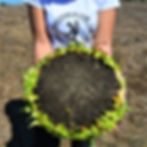 Miniatura: Giant_Sunflower_from_Mongolia
