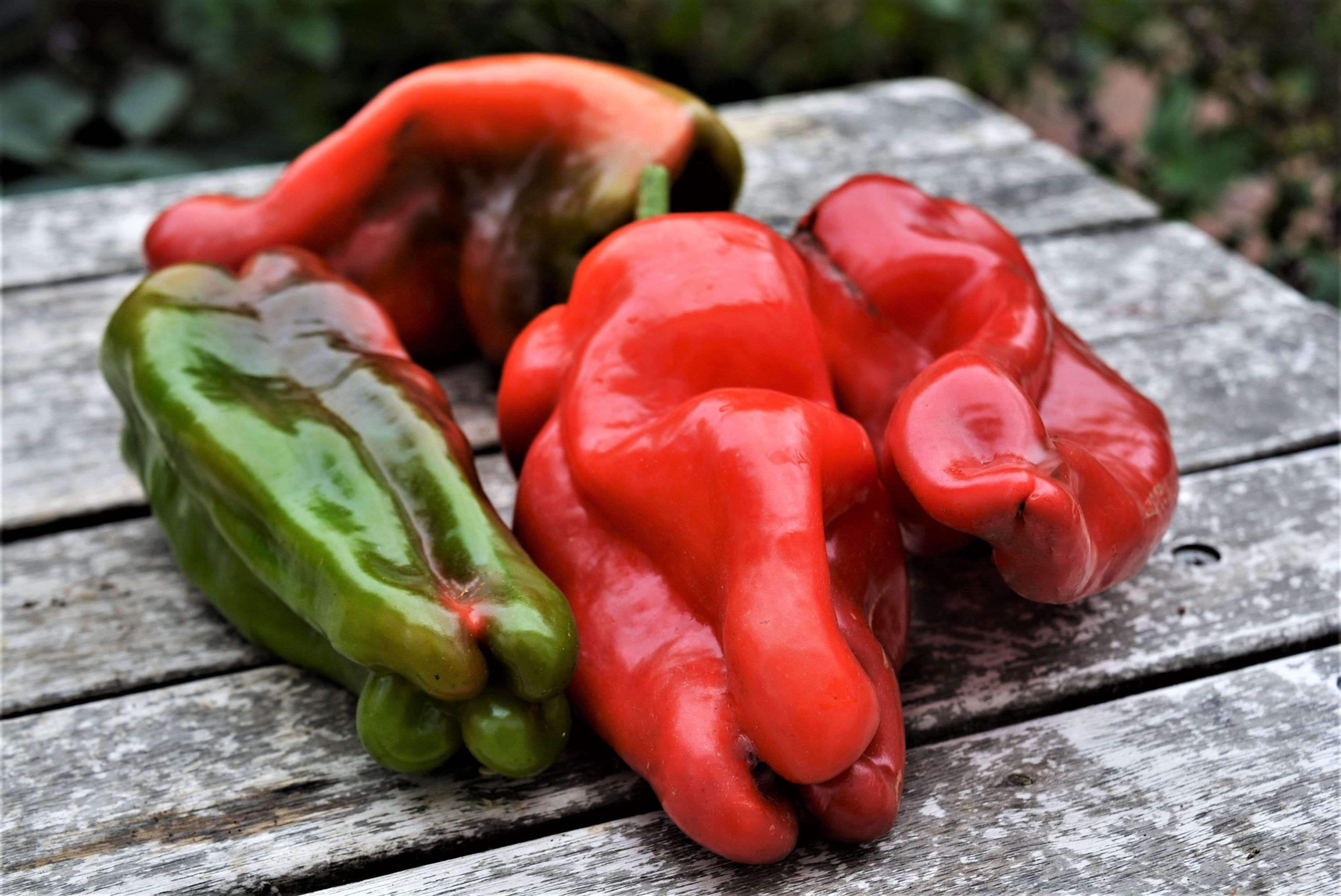 Doux D'Espagne Pepper (Capsicum annuum)
