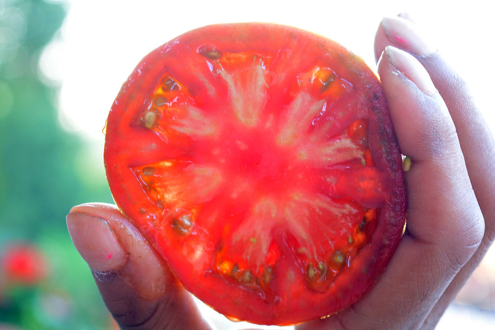 Miniatura: Pomodoro Trifele Nero Giapponese (L. Lycopersicum)