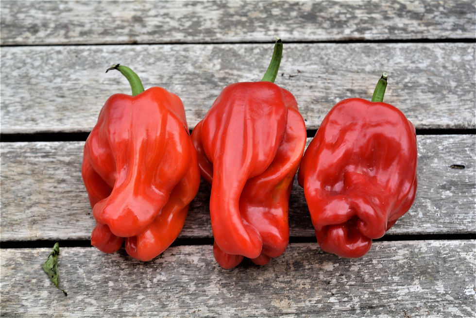 Criolla de cocina pepper (Capsicum annuum)