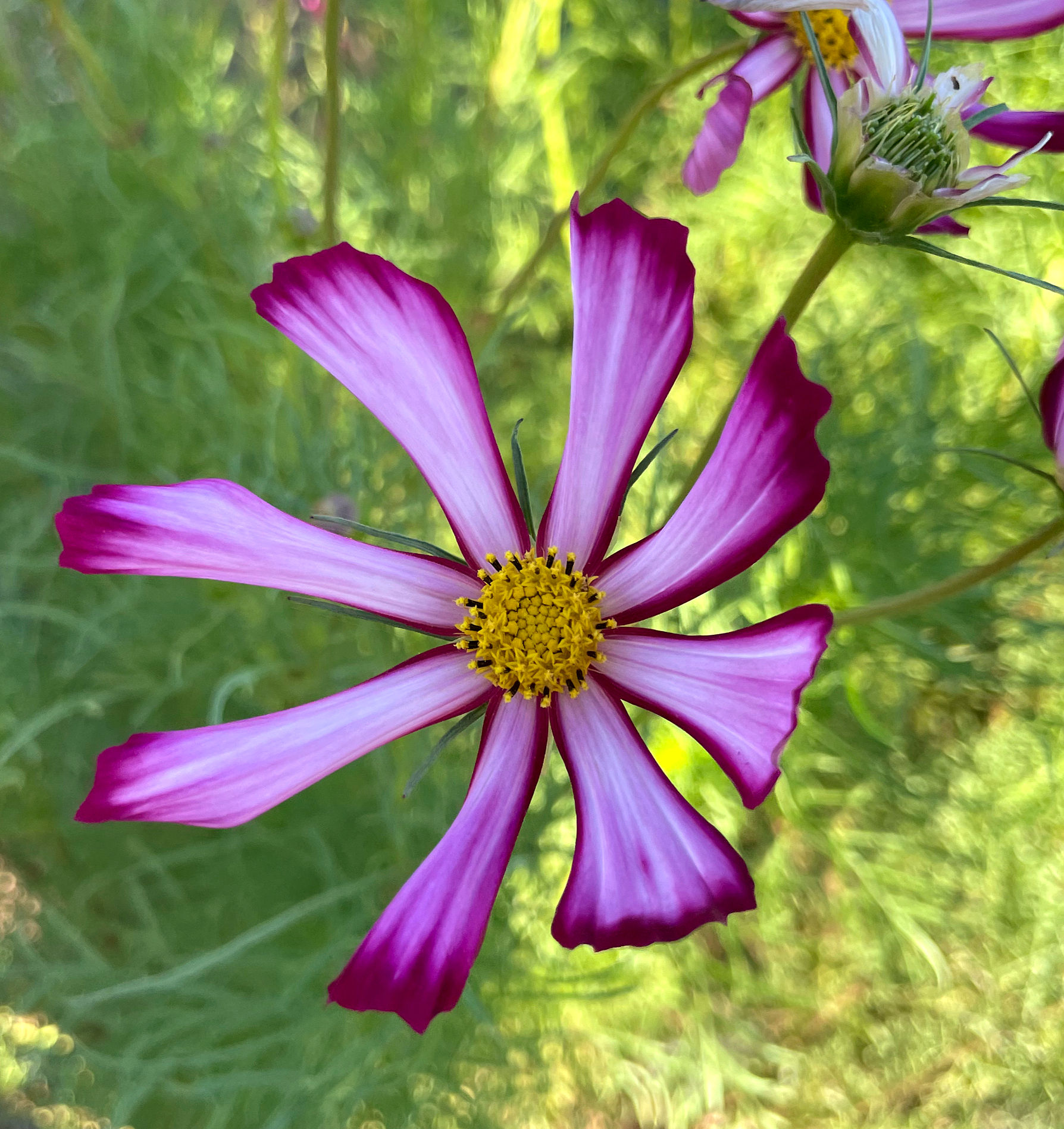 Cosmea Purple Spider (Cosmos bipinnatus)
