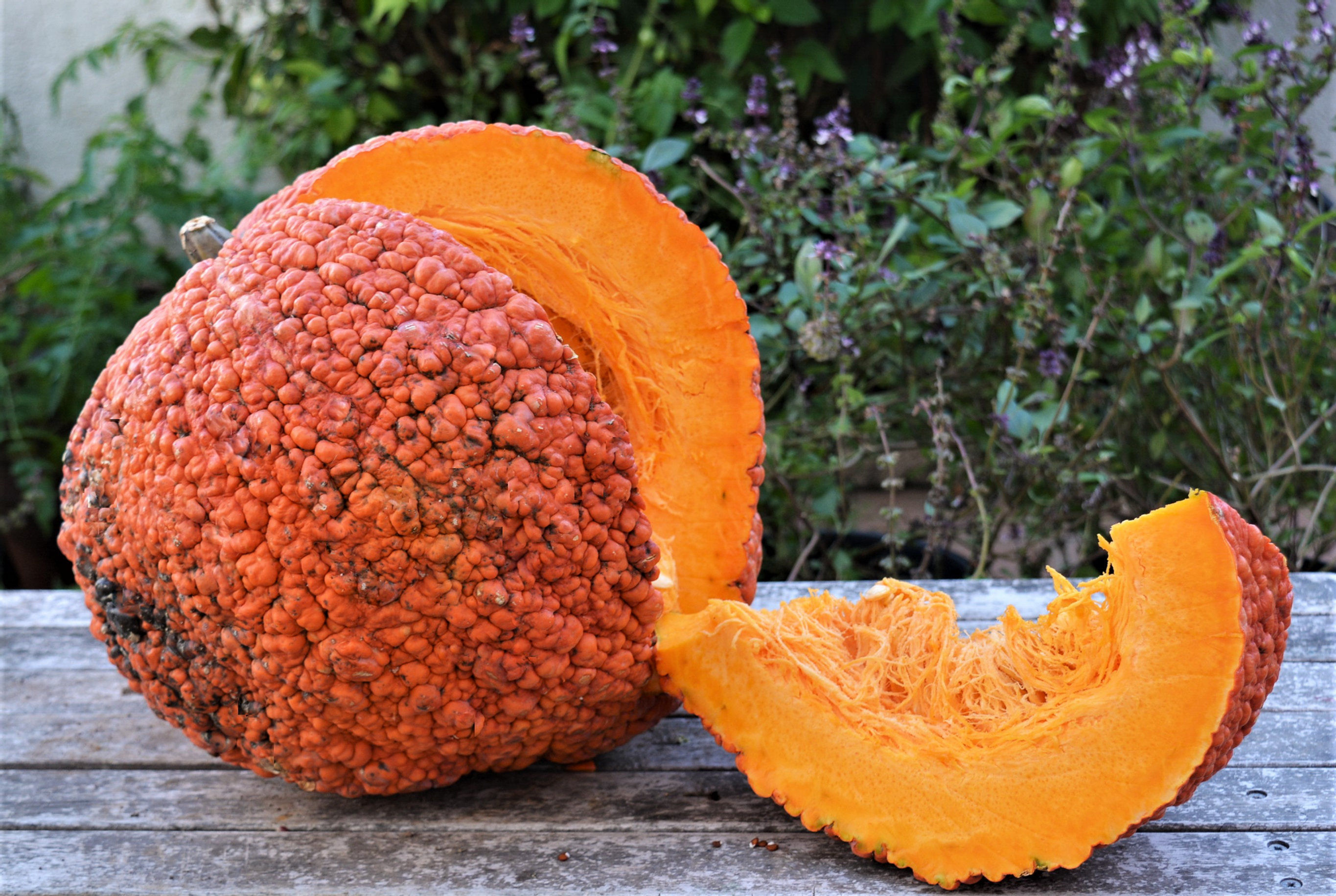 Red Warty Thing  Pumpkin (Cucurbita maxima)