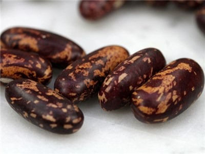 Colombian Lizard Bean (Phaseolus vulgaris)