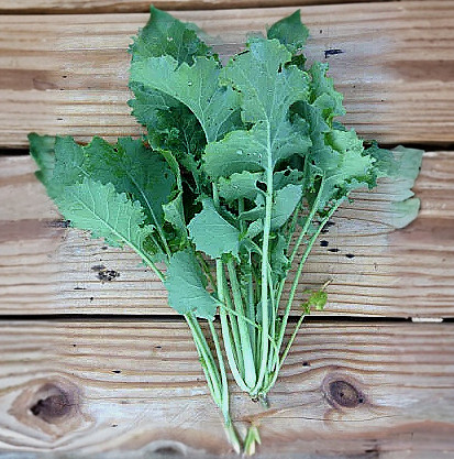 Palm cavolo (Brassica oleracea var. palmifolia Foto stock