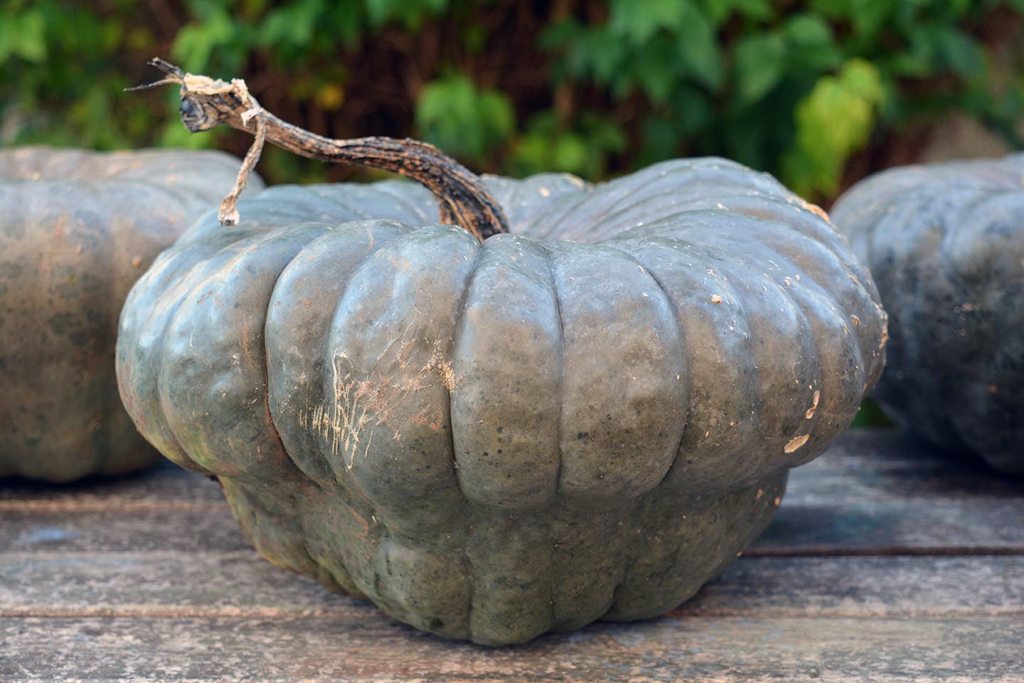 Calabaza azul de Queensland (Cucurbita maxima)
