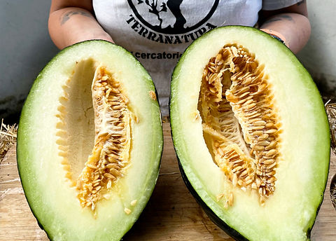 Late Neapolitan Green Melon (Cucumis melo) | seed search